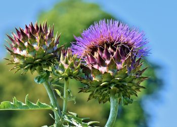 Fuel Your Day: The Ultimate Guide to Nutrition for Sustainable Energy Levels