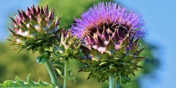 Fuel Your Day: The Ultimate Guide to Nutrition for Sustainable Energy Levels